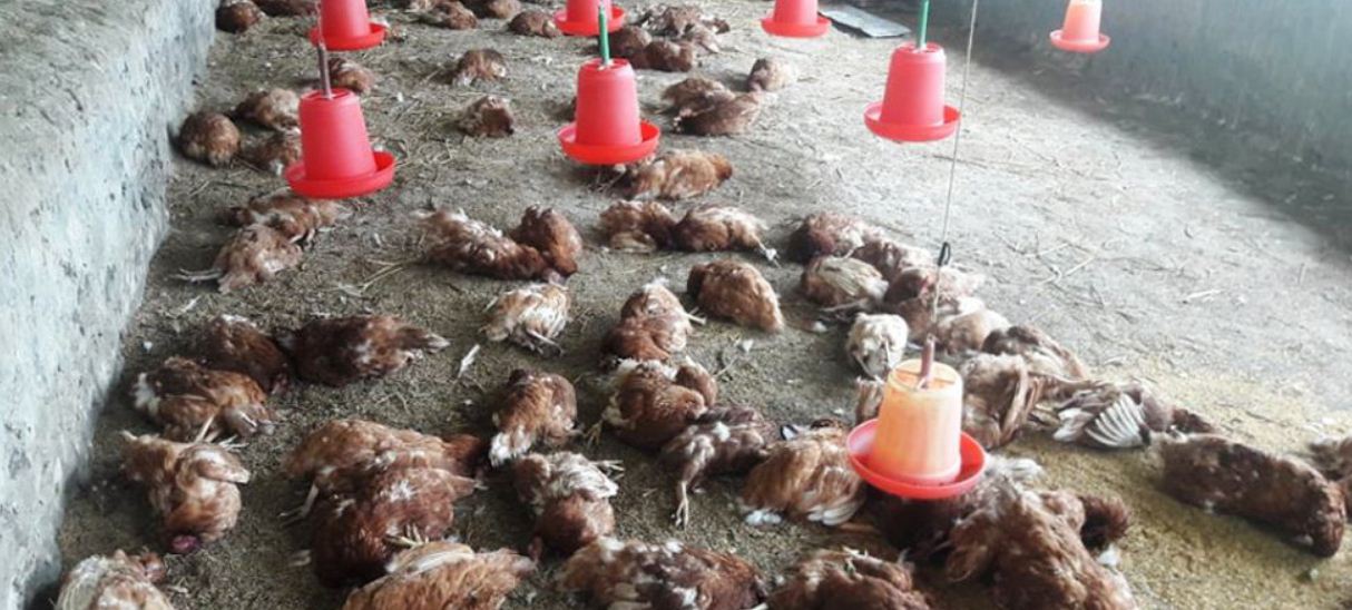 दैलेखमा चार हजार कुखुरा मरे 